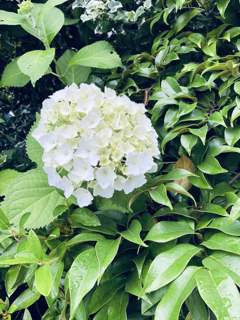 ushas-hydrangea